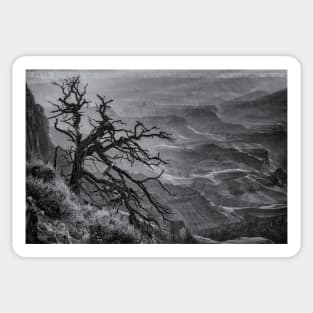 Tree at Lipan Overlook Grand Canyon B&W Sticker